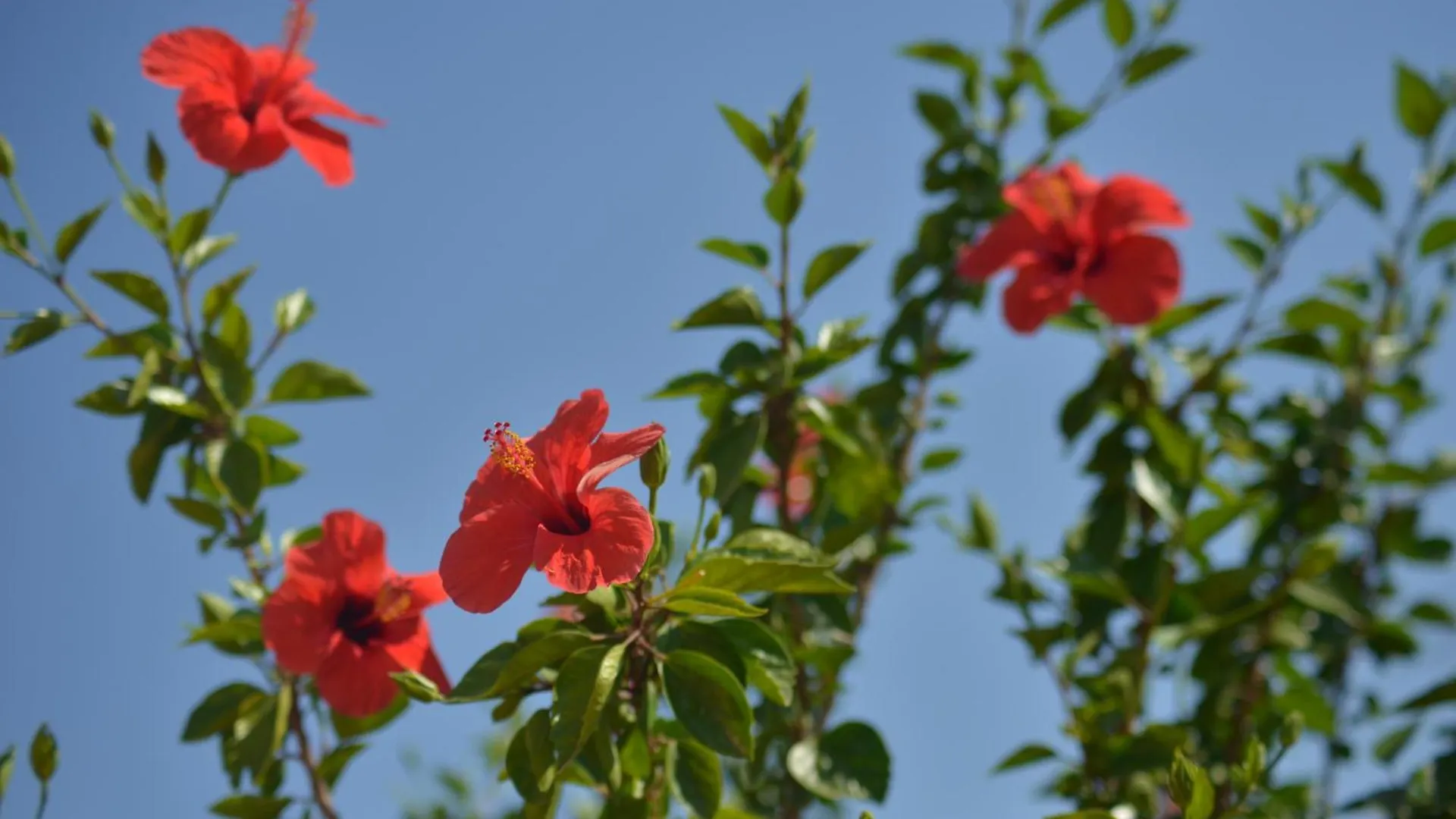 Donna Pulina Holidays Pollina Italy